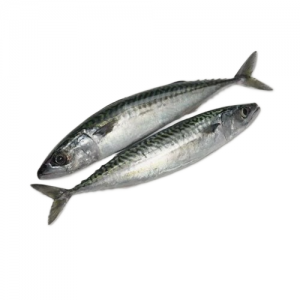 Whole Mackerel Fish