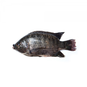 Whole Tilapia Fish